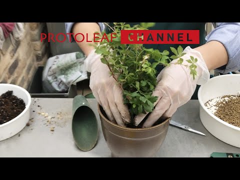 園芸 シーバックソーン、シーバックソーン、シャイニングソーン、グリセット、偽クロウメモドキ