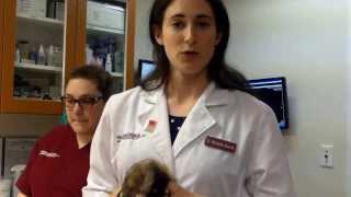 Deslorelin Implant in Ferrets