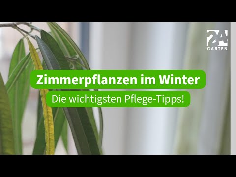 Zimmerpflanzen im Winter: Die wichtigsten Pflege-Tipps! | 24Garten