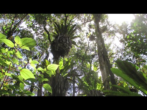 Protect  Hawaii's Last Lowland Native Rainforest