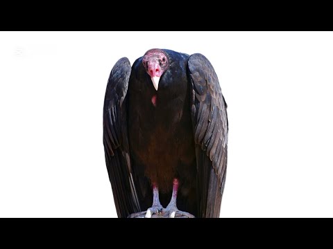 Ranico 197, Alex Mobsta - Johncrow Feather  (Audio)