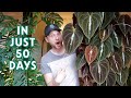 MY FASTEST GROWING HOUSEPLANT - repot & progress updates of my Dioscorea discolor - Plant Spotlight