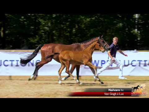 Nalvaro (Van Gogh x Lux)