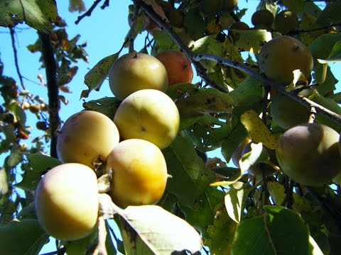 download lagu mp3 mp4 Persimmon Pulp For Sale Near Me, download lagu Persimmon Pulp For Sale Near Me gratis, unduh video klip Persimmon Pulp For Sale Near Me