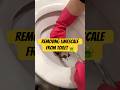 Nasty limescale removal (WARNING) 🤮🤢❌ #cleaning #tiktokviral #viralvideo #toilet