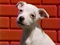 Nickelodeon 1998 Bumper Nick Jr Puppies Kipper