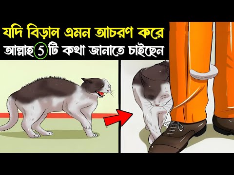 If your cat behaves like this, what is God trying to tell you? 5 massages from God for you