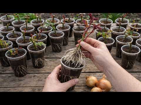 Just Coffee! Rose Branch Suddenly Grows 1001 Roots And Blooms All Year Round!