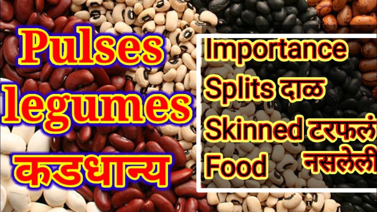 Pulses names in marathi|legumes|कडधान्य|डाळी|splits dal|skinned dal|importantance of pulses|food