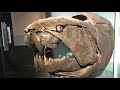 NEW Ordovician Silurian Devonian Fossil Gallery At The Royal Tyrrell Museum Of Palaeontology