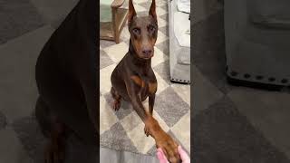 Tricks before bed 🐶🩷 #nova #doberman #dogsofyoutube #tricks #dogtricks #dogmom