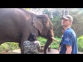 Terrifying Elephant Roar