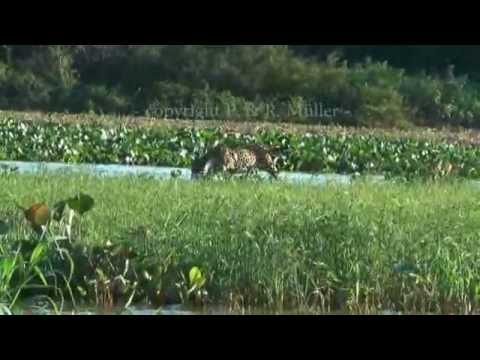 Brasilien Rundreise Pantanal, Reisen um Jaguar, Ameisenbär, Tapir oder Hyazintharas zu beobachten