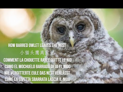 2021.1 小猫头鹰离家记-How owl kid leaves home?