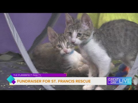 Fundraiser for St. Francis Rescue - YouTube