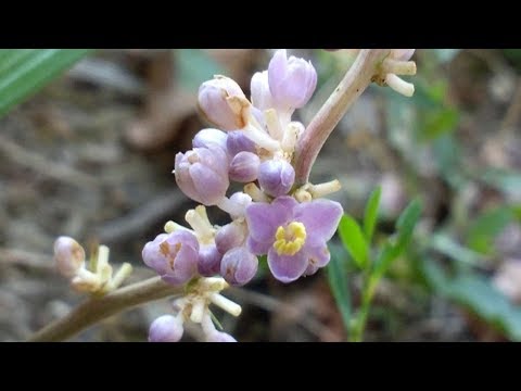 , title : 'Ophiopogon Japonicus (medicinal plant)'