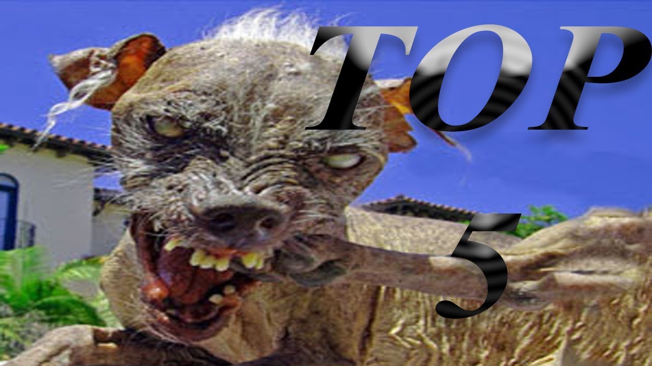 Os 5 Cachorros Mais Feios do Mundo