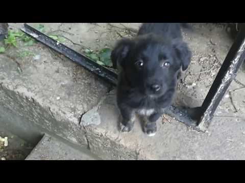 Cățeluși în gara Băile Herculane