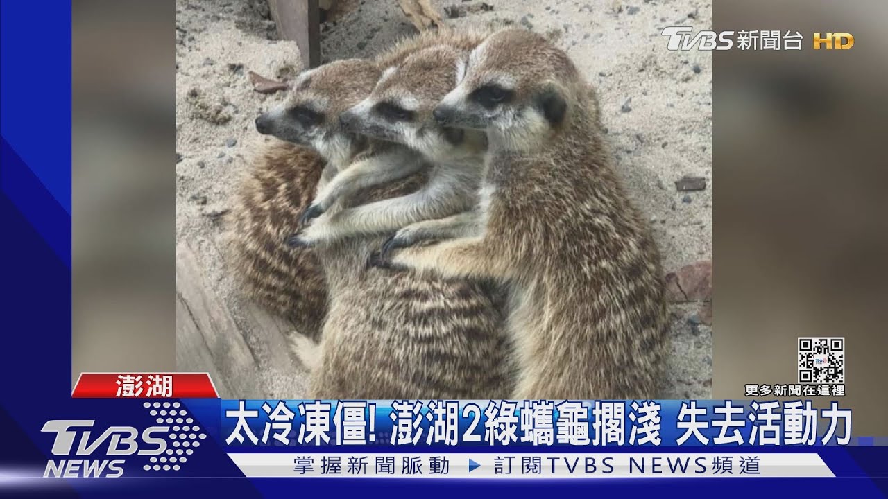 太冷!高雄紅毛猩猩披風保暖 動物園:萌「猩」