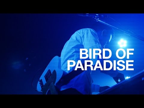 LEO IMAI - Bird Of Paradise (Live at Fever, Tokyo, 11092016)