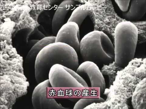 目で見る医学の基礎 第2版 Vol.10 血液