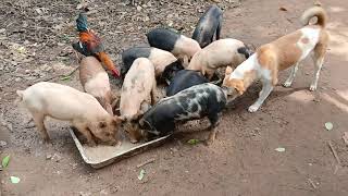 Pig bride 1 day to after 2 month old pig baby _ viral video  _ wak bwsa