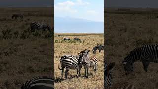 Here is a rewritten title that is SEO optimized and 60 characters or less:

“Nomad Insurance”

Alternatively, you could also use:

* “Travel Insurance”
* “Digital Nomad Insurance”
* “Nomad Travel”

These titles incorporate the main keywords (“nomad”, “travel”, “insurance”) and are concise and descriptive. 

However, if you want to include more context, here are some options that are still under 60 characters:

* “Insure Nomad”
* “Travel Insure”
* “Nomad Cover”