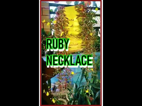 #Rubynecklacesucculent 🥰 #hashtags #shorts #trending