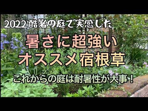 ユッカ 耐性植物 熱波 干ばつ 強熱 庭 水やりなしで完全に太陽の鱗 2023年夏