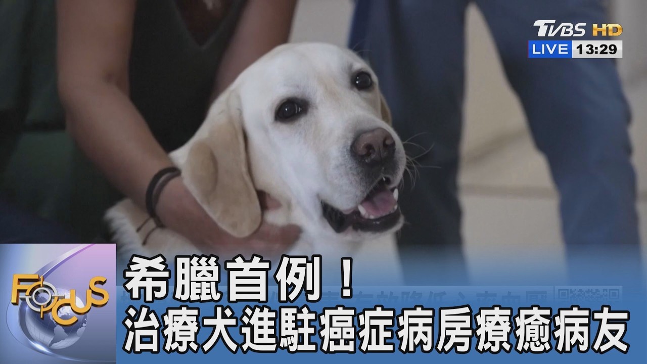 希臘首例！治療犬進駐癌症病房療癒病友