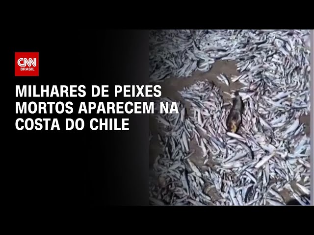 Milhares de peixes mortos aparecem na costa do Chile | CNN BRASIL