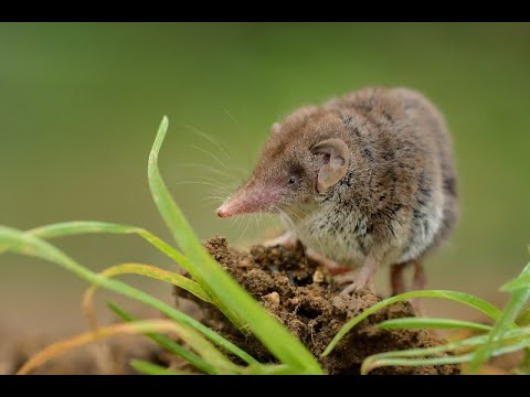 Already 35 infections: New virus breaks out in China