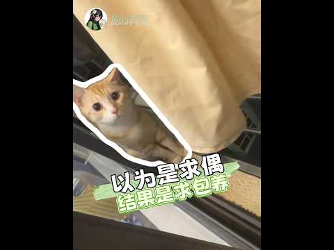 布偶貓深情表白竟是為了蹭罐罐？軟萌外表下藏著「包養」小心機！ #貓咪 #布偶貓 #搞笑 #萌寵 #反轉