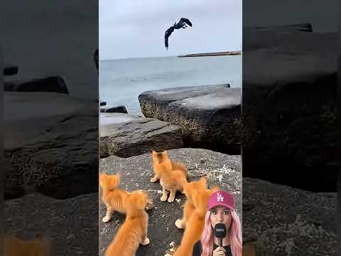 ¡¡ESA FOCA DEVORÓ A MAMÁ GATA!! ¡¡Sus bebés están DESAMPARADOS!! 😭🙏🏻‼️