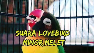 Download lagu Suara Lovebird Konslet Minor Mangap... mp3