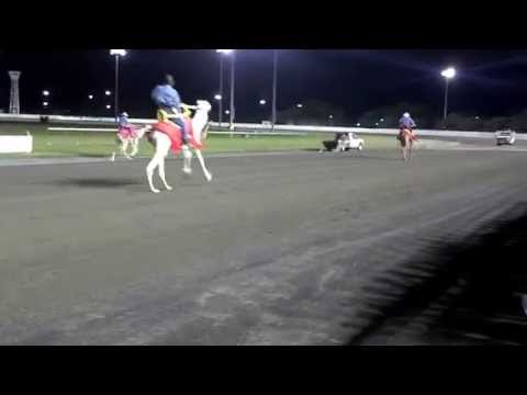 2014 Cameltonian at New Meadowlands Racetrack