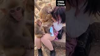 These monkeys are too monkeying 猿がサルすぎた