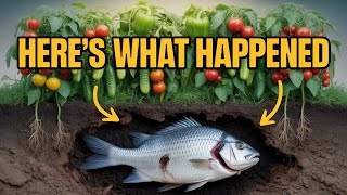 Download lagu Saya Mengubur Ikan Busuk di Kebun Saya — Hasilnya pada Paprika, Tomat & Mentimun Saya Sangat Meng... mp3 Download lagu Saya Mengubur Ikan Busuk di Kebun Saya — Hasilnya pada Paprika, Tomat & Mentimun Saya Sangat Meng... mp3