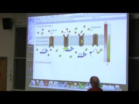 #11 Biochemistry Lecture (Enzyme Regulation II) from Kevin Ahern's BB 350