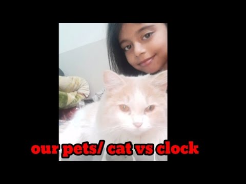 Our pets/cat crazy for clock