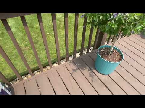Deck Overrun with Termite Swarmers in Allenhurst, NJ