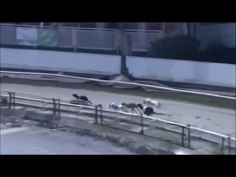 BGBF BRITISH BRED DERBY SEMI FINAL 1 - KING DYLAN