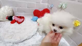 ポメラニアンの動画01