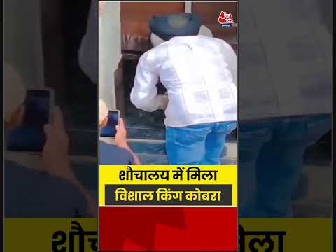 शौचालय में मिला विशाल किंग कोबरा