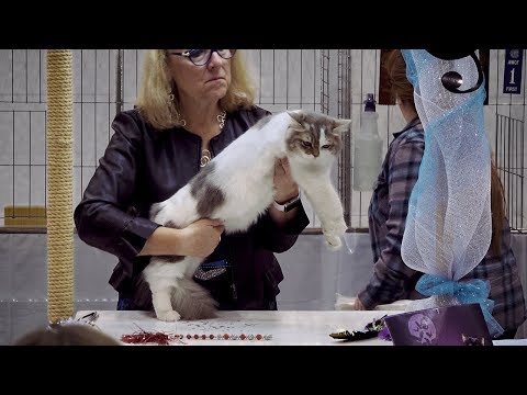 CFA International Cat Show 2018 - Ragamuffin kitten class judging