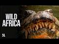 WILD AFRICA Virunga Mountains Wildlife In An Extreme Volcanic World Documentary