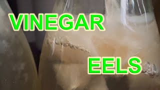 How often to feed Vinegar Eels