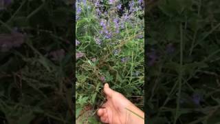 English Garden August 3　キャットミント Nepeta