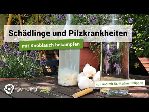 , title : 'Praktisches Hausmittel: Knoblauch gegen Schädlinge und Pilzkrankheiten | gardify Tipps'