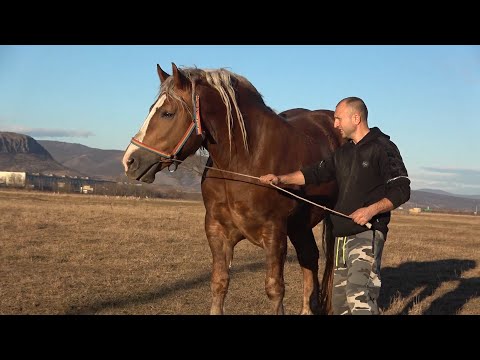 Caii lui Adi de la Tampa, Hunedoara 17 Feb 2022